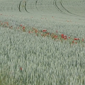 Coquelicot a Clarens - 003